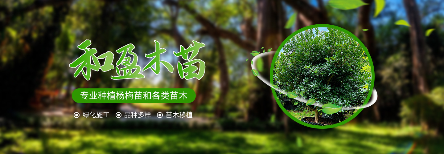 靖州和盈苗木有限公司-靖州縣斷根及移栽楊梅樹(shù)苗、桂花樹(shù)、柚子樹(shù)（黃金貢柚、紅心柚、沙田柚）、黃桃樹(shù)、大五星枇杷樹(shù)、美國(guó)紅楓、紅葉石楠、